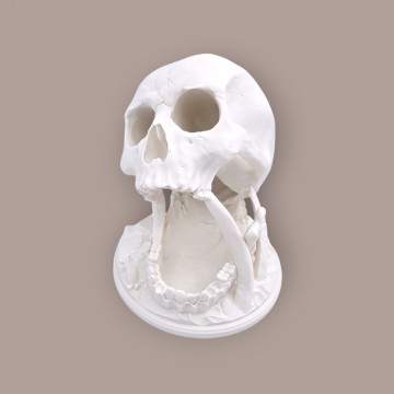Skull Dice Tower
